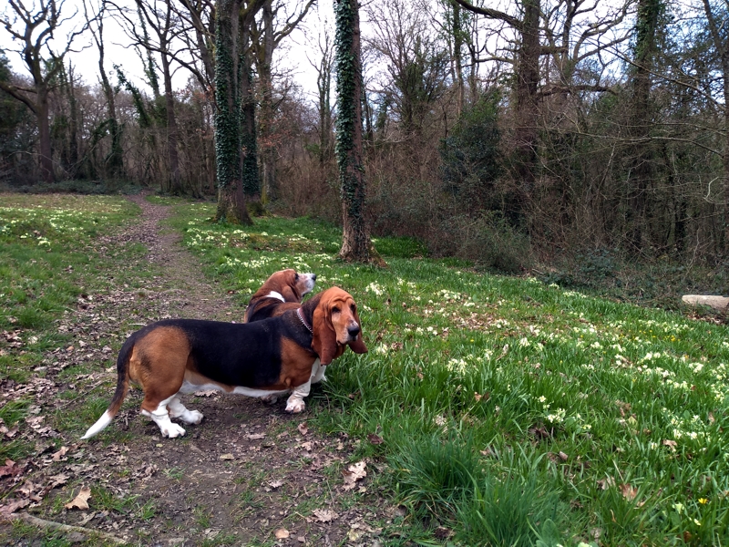 Thurlbear primroses